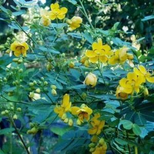 2 Cassia Butterfly Bush Live Plants – Senna bicapsularis – 4-6