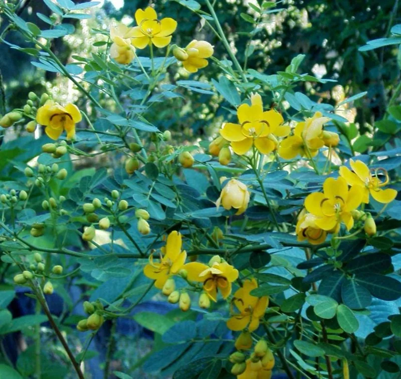 2 Cassia Butterfly Bush Live Plants – Senna bicapsularis – 4-6" Tall – Outdoor Shrub - Image 7