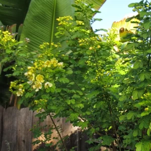 2 Cassia Butterfly Bush Live Plants – Senna bicapsularis – 4-6