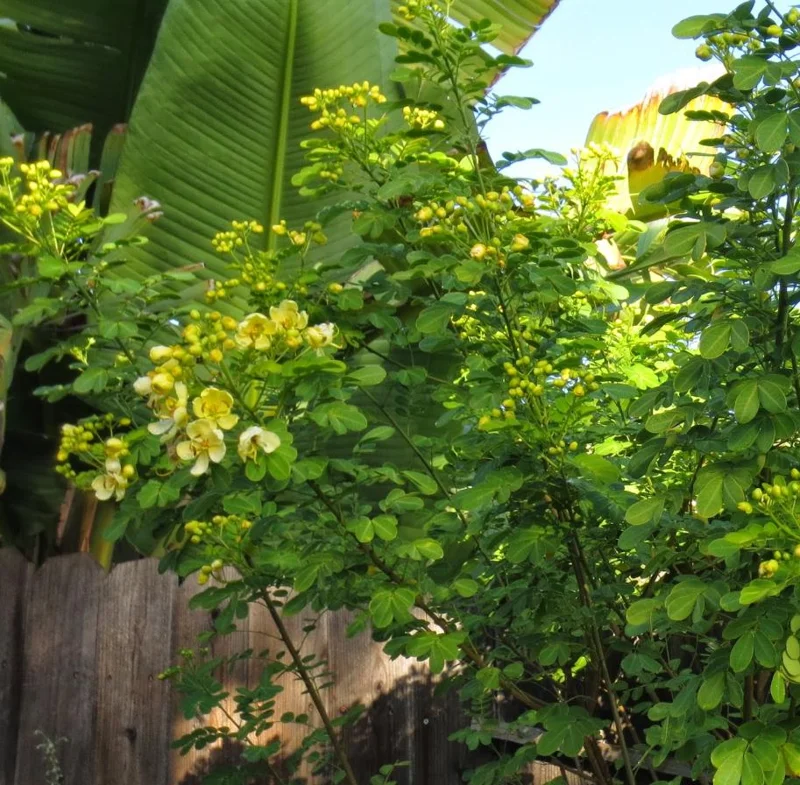 2 Cassia Butterfly Bush Live Plants – Senna bicapsularis – 4-6" Tall – Outdoor Shrub - Image 9