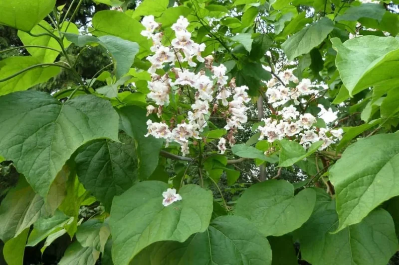 Catalpa Speciosa Bare-Root Tree - Hardy Shade Tree