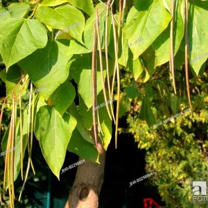 2 Catalpa Speciosa Bare-Root Trees - Hardy Shade Tree - Fast Growing Outdoor - Image 3