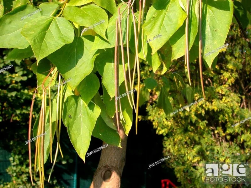 Catalpa Speciosa Bare-Root Tree - Hardy Shade Tree