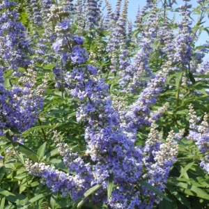 2 Chasteberry Tree Vitex Agnus-Castus Bareroot - Lilac Chastetree Live Plant - Image 2