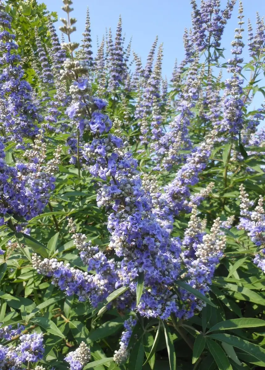 2 Chasteberry Tree Vitex Agnus-Castus Bareroot - Lilac Chastetree Live Plant - Image 2