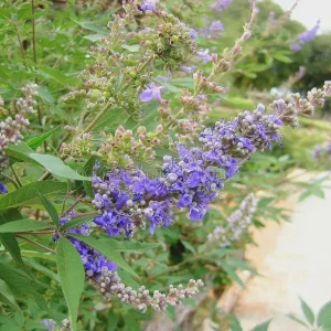 2 Chasteberry Tree Vitex Agnus-Castus Bareroot - Lilac Chastetree Live Plant - Image 3