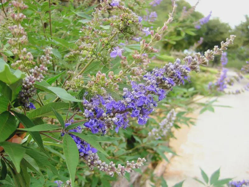 2 Chasteberry Tree Vitex Agnus-Castus Bareroot - Lilac Chastetree Live Plant - Image 3