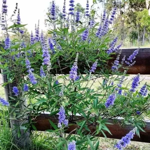 2 Chasteberry Tree Vitex Agnus-Castus Bareroot - Lilac Chastetree Live Plant - Image 4