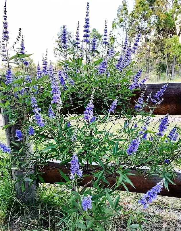 2 Chasteberry Tree Vitex Agnus-Castus Bareroot - Lilac Chastetree Live Plant - Image 4