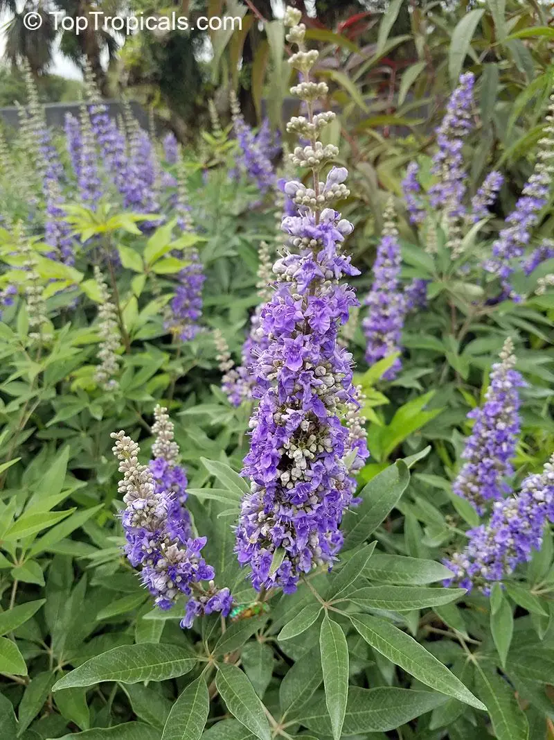 2 Chasteberry Tree Vitex Agnus-Castus Bareroot - Lilac Chastetree Live Plant - Image 1