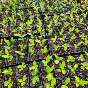 2 Cherry Laurel Live Plants - 4-6