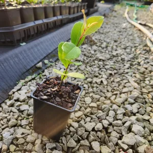 2 Cherry Laurel Live Plants - 4-6