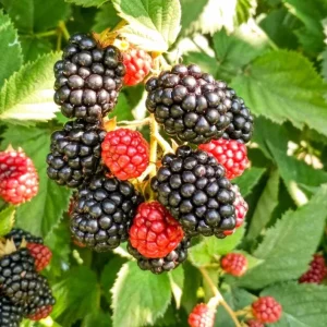 2 Chester Thornless Blackberry Live Plants - Sweet Fruit, Heat Tolerant, Soil Root Ball - Image 2