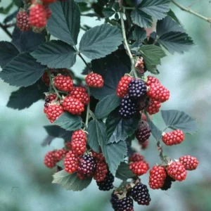 2 Chester Thornless Blackberry Live Plants - Sweet Fruit, Heat Tolerant, Soil Root Ball - Image 4
