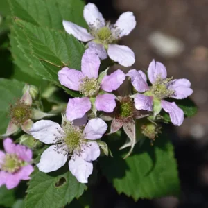 2 Chester Thornless Blackberry Live Plants - Sweet Fruit, Heat Tolerant, Soil Root Ball - Image 6