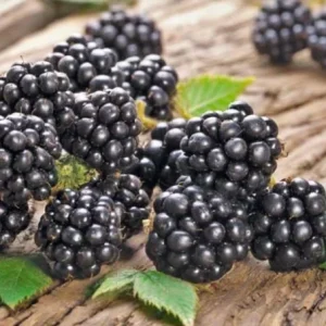 2 Chester Thornless Blackberry Live Plants - Sweet Fruit, Heat Tolerant, Soil Root Ball - Image 8