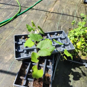 2 Concord Grape Live Plants - Blue Grapes for Juices & Jams, 2-4 inches - Image 3