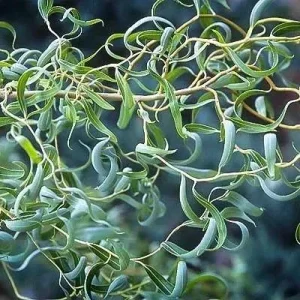 2 Corkscrew Willow Bare Root Plants - Salix Matsudana Tortuosa Outdoor Tree - Image 2