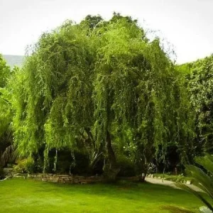 2 Corkscrew Willow Bare Root Plants - Salix Matsudana Tortuosa Outdoor Tree - Image 3