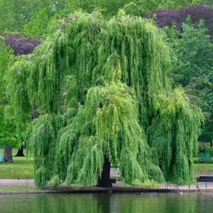2 Corkscrew Willow Bare Root Plants - Salix Matsudana Tortuosa Outdoor Tree - Image 6