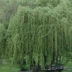 2 Corkscrew Willow Bare Root Plants - Salix Matsudana Tortuosa Outdoor Tree - Image 7