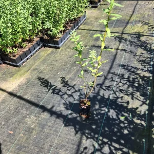 2 Dappled Willow Live Plants (Salix Hakuro Nishiki) 4" Pots - Image 2