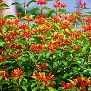 2 Dwarf Firebush Hamelia Live Plants – Compact 4-6