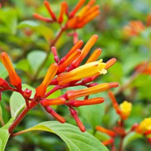 2 Dwarf Firebush Hamelia Live Plants – Compact 4-6" Tall – Bright Orange Flowers – Hummingbird Friendly - Image 1