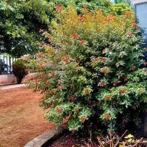 2 Dwarf Firebush Hamelia Live Plants – Compact 4-6