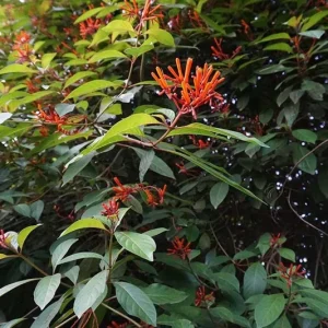 2 Dwarf Firebush Hamelia Live Plants – Compact 4-6