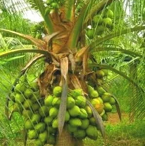 2 Dwarf Green Malayan Coconut Seeds - Rare Costa Rican Certified - Image 3