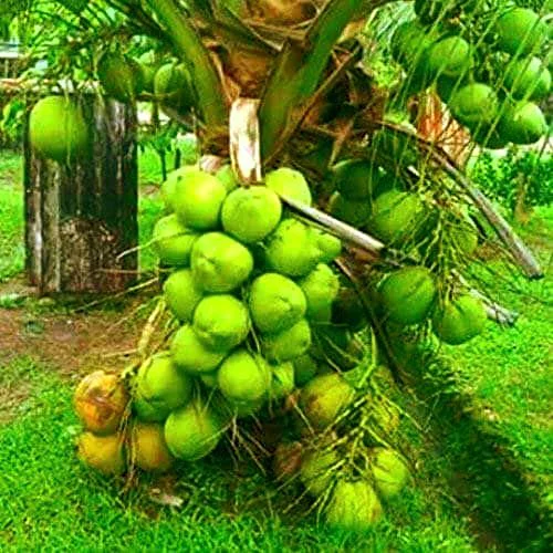 2 Dwarf Green Malayan Coconut Seeds - Rare Costa Rican Certified - Image 5