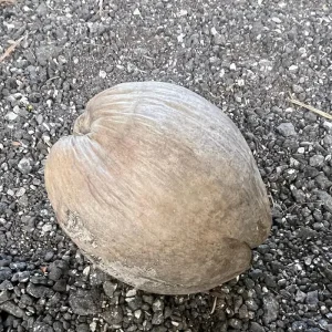 2 Dwarf Green Malayan Coconut Seeds - Rare Costa Rican Certified - Image 7