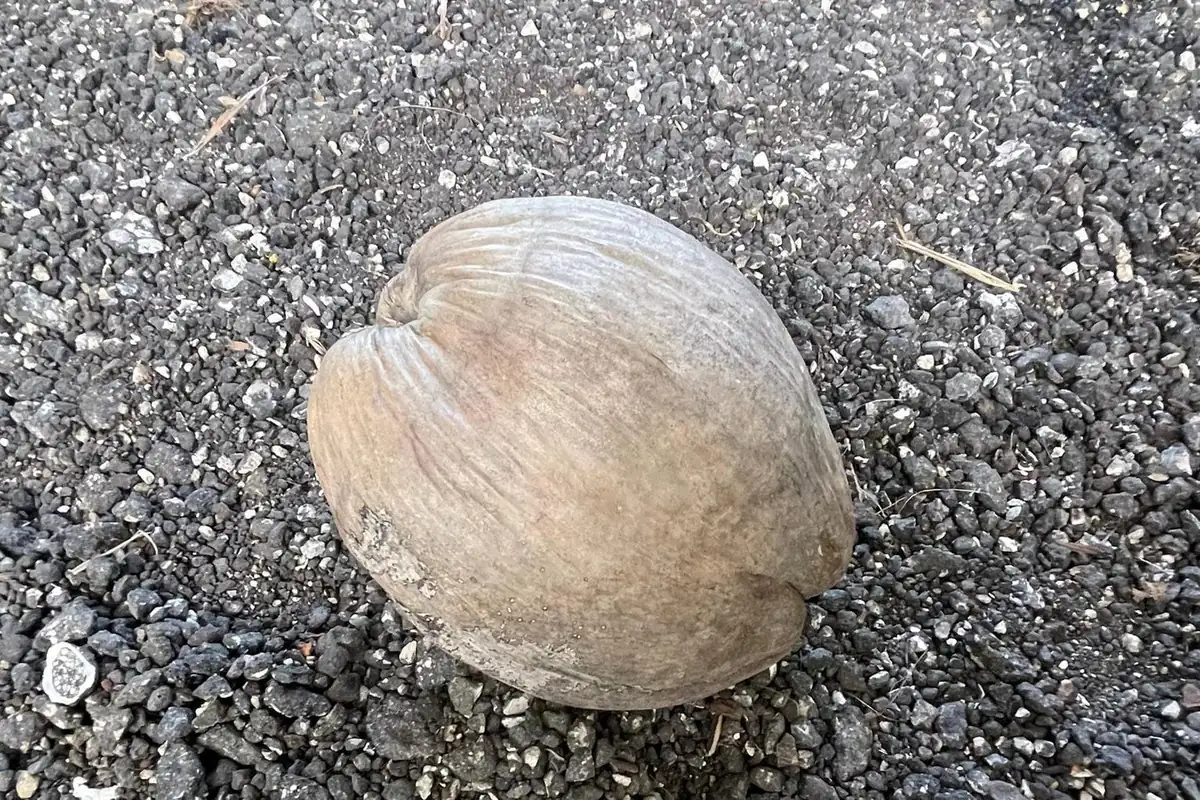 2 Dwarf Green Malayan Coconut Seeds - Rare Costa Rican Certified - Image 7