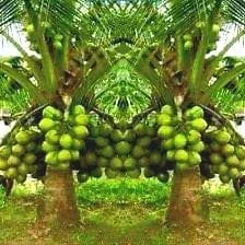 2 Dwarf Green Malayan Coconut Seeds - Rare Costa Rican Certified - Image 1