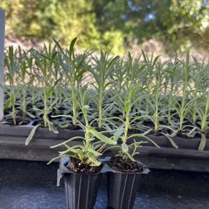 2 English Lavender Live Plant Plugs - Lavandula Angustifolia Perennial Starter - Image 2