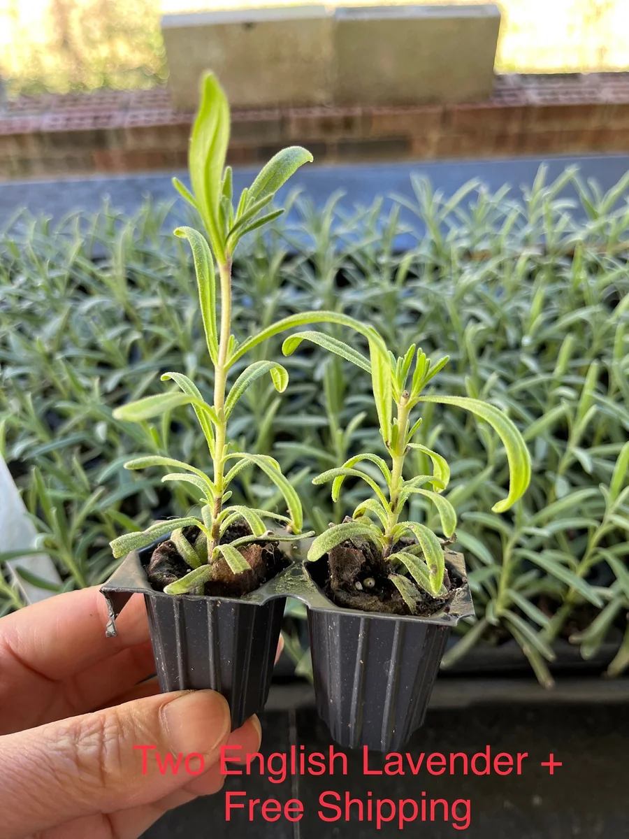 2 English Lavender Live Plant Plugs - Lavandula Angustifolia Perennial Starter - Image 3