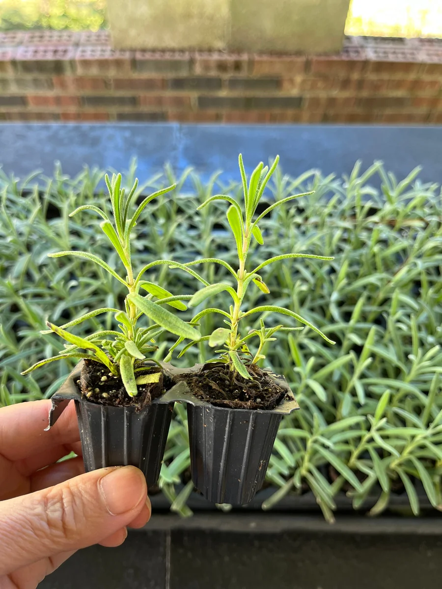 2 English Lavender Live Plant Plugs - Lavandula Angustifolia Perennial Starter - Image 4