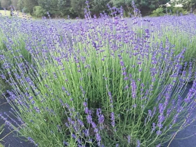 2 English Lavender Live Plant Plugs - Lavandula Angustifolia Perennial Starter - Image 5