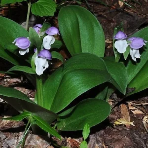 2 Galearis Spectabilis Bare Root Orchids - Purple-hooded Perennial Outdoor Plant - Image 2