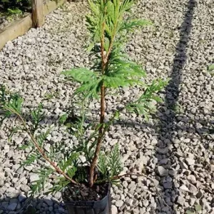 2 Green Giant Arborvitae Live Plants - 4 inch Pot, 12 inch Tall for Hedges - Image 2