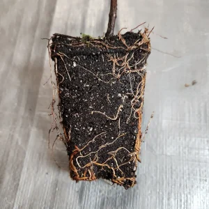 2 Green Giant Arborvitae Live Plants, 4" Pot, Fast Growing Evergreen Tree - Image 2