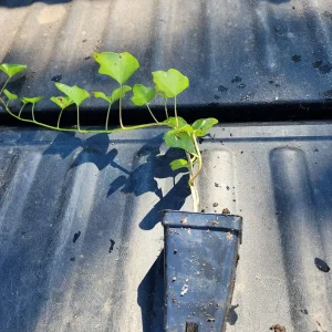 2 Hedera Ivy Live Plants – Evergreen Climbing Ground Cover, Indoor/Outdoor - Image 3