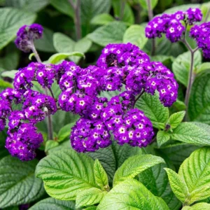 2 Heliotrope 'Fragrant Delight' Live Plants – 4-6" Tall, Purple Blooms, Sweet Scent - Image 1