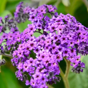 2 Heliotrope 'Fragrant Delight' Live Plants – 4-6" Tall, Purple Blooms, Sweet Scent - Image 2