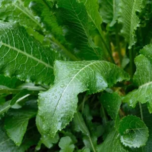 2 Horseradish Plant Bare Roots - Armoracia rusticana - Hardy Perennial - Image 3