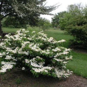 2 Japanese Snowball Viburnum Plicatum Tomentosum Bare-root Plant - Image 1