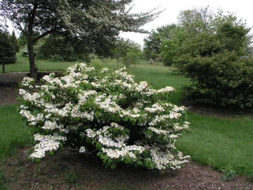 2 Japanese Snowball Viburnum Plicatum Tomentosum Bare-root Plant - Image 1