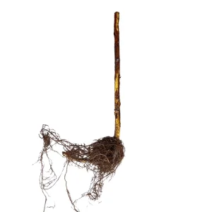 2 Joan J Raspberry Plant - Bare Root Cane - 1-Year-Old Thornless Red Everbearing - Image 2