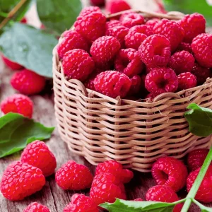 2 Joan J Raspberry Plant - Bare Root Cane - 1-Year-Old Thornless Red Everbearing - Image 4